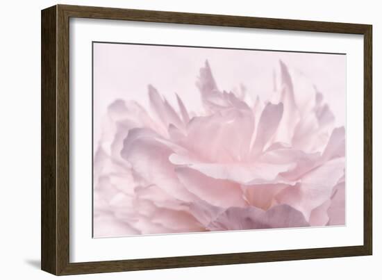 Pink Peony Petals III-Cora Niele-Framed Photographic Print