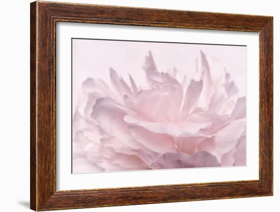 Pink Peony Petals III-Cora Niele-Framed Photographic Print