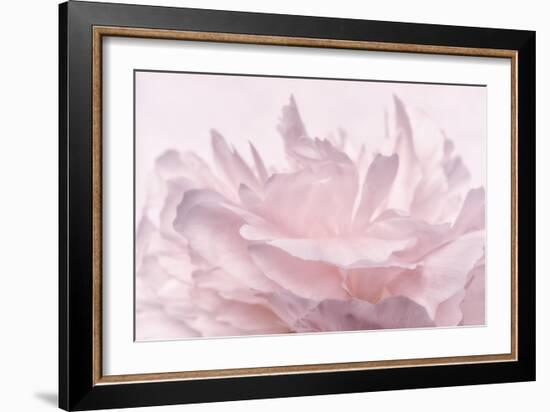 Pink Peony Petals III-Cora Niele-Framed Photographic Print