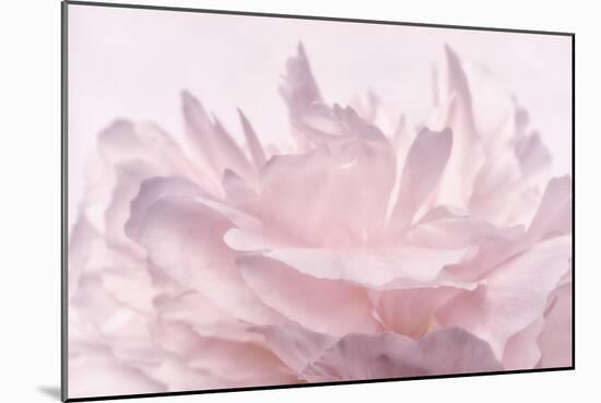 Pink Peony Petals III-Cora Niele-Mounted Photographic Print