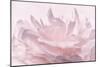 Pink Peony Petals III-Cora Niele-Mounted Photographic Print