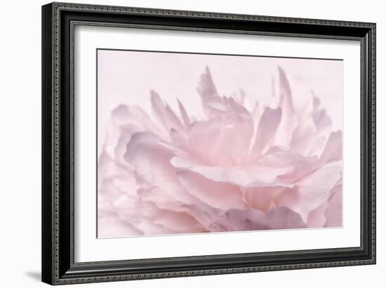 Pink Peony Petals III-Cora Niele-Framed Photographic Print