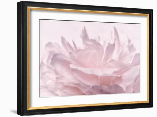 Pink Peony Petals III-Cora Niele-Framed Photographic Print