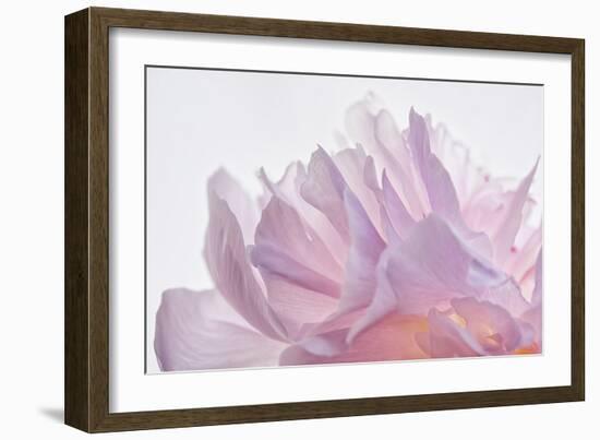 Pink Peony Petals VI-Cora Niele-Framed Photographic Print