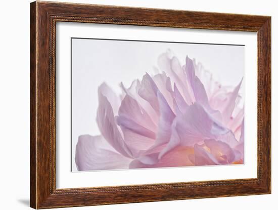 Pink Peony Petals VI-Cora Niele-Framed Photographic Print