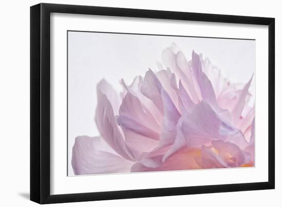 Pink Peony Petals VI-Cora Niele-Framed Photographic Print