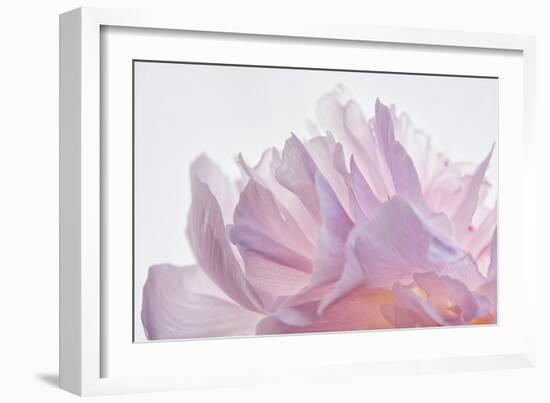 Pink Peony Petals VI-Cora Niele-Framed Photographic Print