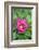 Pink peony, USA.-Lisa Engelbrecht-Framed Photographic Print