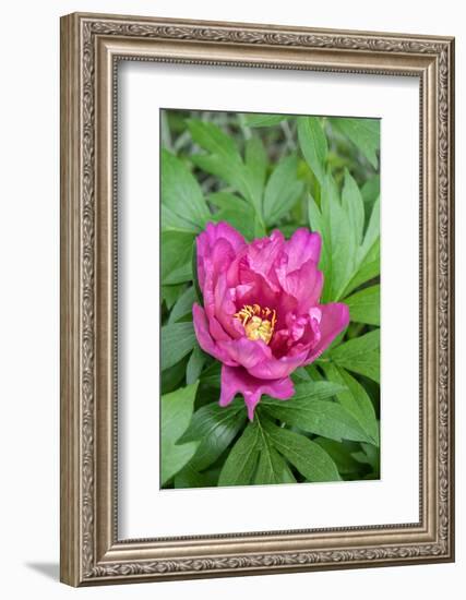 Pink peony, USA.-Lisa Engelbrecht-Framed Photographic Print