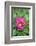 Pink peony, USA.-Lisa Engelbrecht-Framed Photographic Print