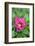 Pink peony, USA.-Lisa Engelbrecht-Framed Photographic Print