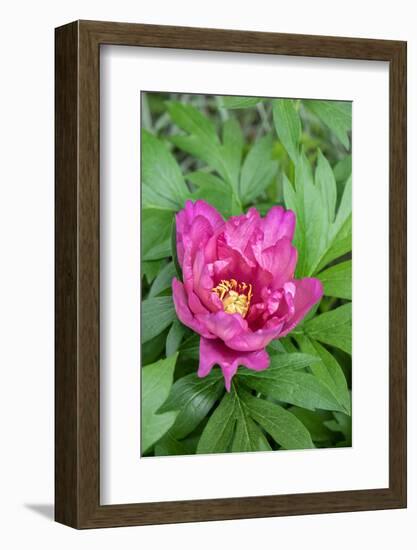 Pink peony, USA.-Lisa Engelbrecht-Framed Photographic Print