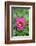 Pink peony, USA.-Lisa Engelbrecht-Framed Photographic Print