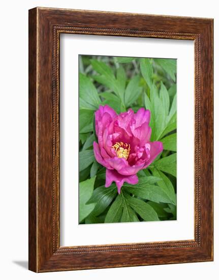 Pink peony, USA.-Lisa Engelbrecht-Framed Photographic Print