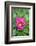 Pink peony, USA.-Lisa Engelbrecht-Framed Photographic Print