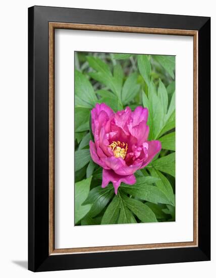 Pink peony, USA.-Lisa Engelbrecht-Framed Photographic Print