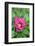 Pink peony, USA.-Lisa Engelbrecht-Framed Photographic Print