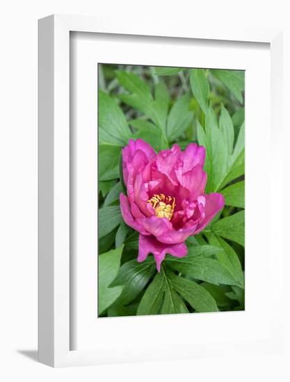 Pink peony, USA.-Lisa Engelbrecht-Framed Photographic Print