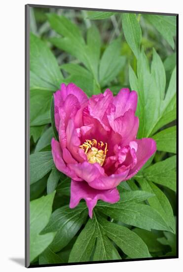 Pink peony, USA.-Lisa Engelbrecht-Mounted Photographic Print