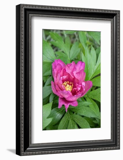 Pink peony, USA.-Lisa Engelbrecht-Framed Photographic Print