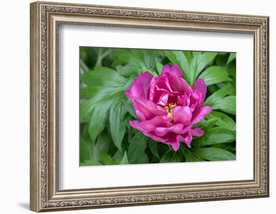 Pink peony, USA.-Lisa Engelbrecht-Framed Photographic Print