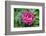 Pink peony, USA.-Lisa Engelbrecht-Framed Photographic Print