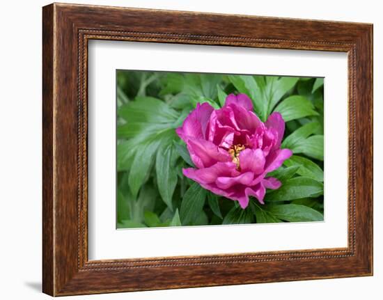 Pink peony, USA.-Lisa Engelbrecht-Framed Photographic Print