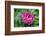 Pink peony, USA.-Lisa Engelbrecht-Framed Photographic Print