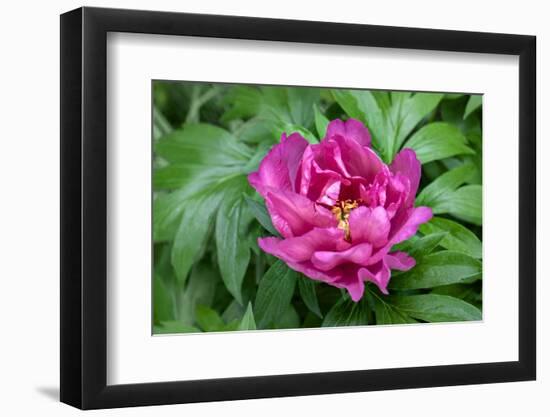 Pink peony, USA.-Lisa Engelbrecht-Framed Photographic Print