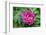 Pink peony, USA.-Lisa Engelbrecht-Framed Photographic Print