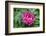 Pink peony, USA.-Lisa Engelbrecht-Framed Photographic Print