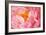 Pink Peony V-Karyn Millet-Framed Photographic Print