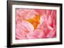 Pink Peony V-Karyn Millet-Framed Photographic Print