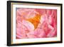 Pink Peony V-Karyn Millet-Framed Photographic Print