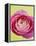 Pink Peony-Clive Nichols-Framed Premier Image Canvas