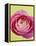 Pink Peony-Clive Nichols-Framed Premier Image Canvas