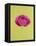 Pink Peony-Clive Nichols-Framed Premier Image Canvas