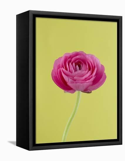 Pink Peony-Clive Nichols-Framed Premier Image Canvas