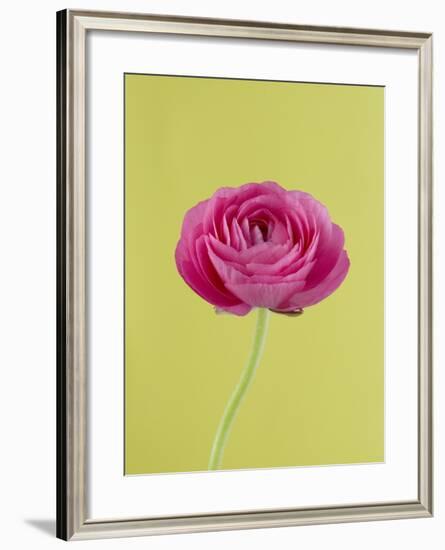 Pink Peony-Clive Nichols-Framed Photographic Print