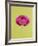 Pink Peony-Clive Nichols-Framed Photographic Print