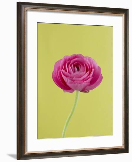 Pink Peony-Clive Nichols-Framed Photographic Print