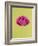 Pink Peony-Clive Nichols-Framed Photographic Print