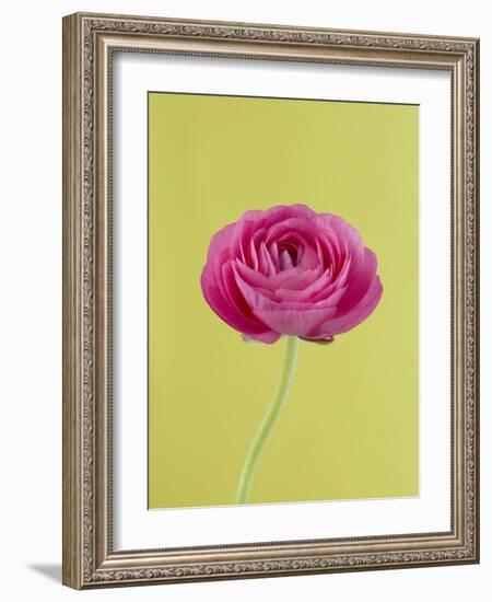 Pink Peony-Clive Nichols-Framed Photographic Print