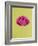 Pink Peony-Clive Nichols-Framed Photographic Print