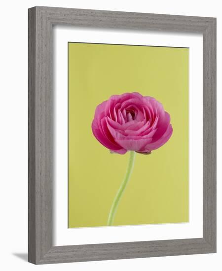 Pink Peony-Clive Nichols-Framed Photographic Print