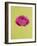 Pink Peony-Clive Nichols-Framed Photographic Print