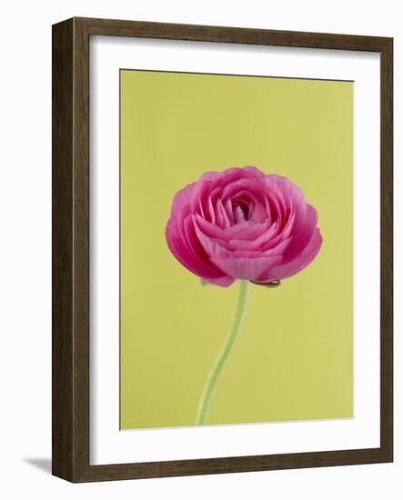 Pink Peony-Clive Nichols-Framed Photographic Print