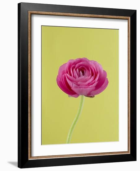 Pink Peony-Clive Nichols-Framed Photographic Print