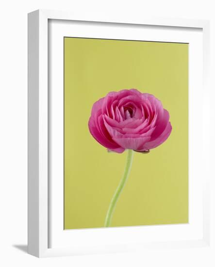 Pink Peony-Clive Nichols-Framed Photographic Print