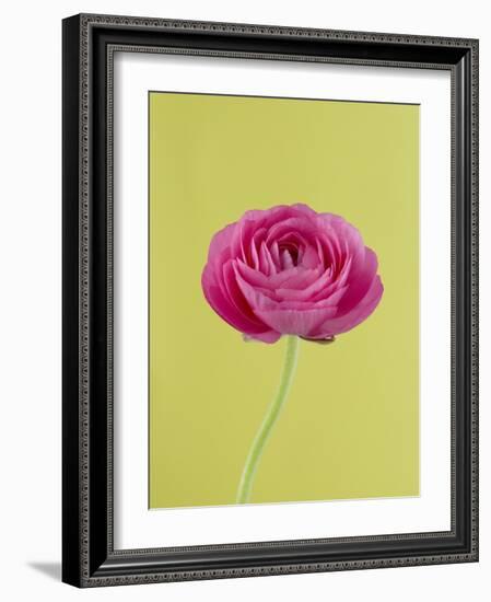 Pink Peony-Clive Nichols-Framed Photographic Print